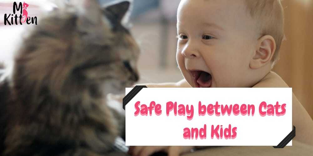 Read more about the article Safe Play between Cats and Kids