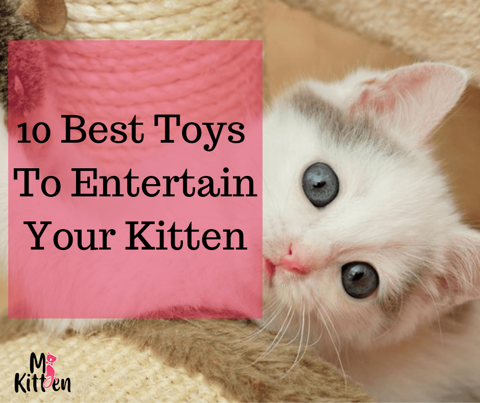 Read more about the article 10 Best Toys For Cat to Entertain