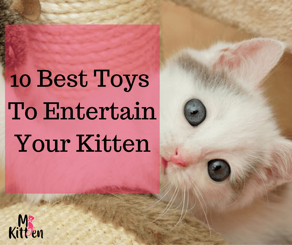 What are the best toys hot sale for kittens