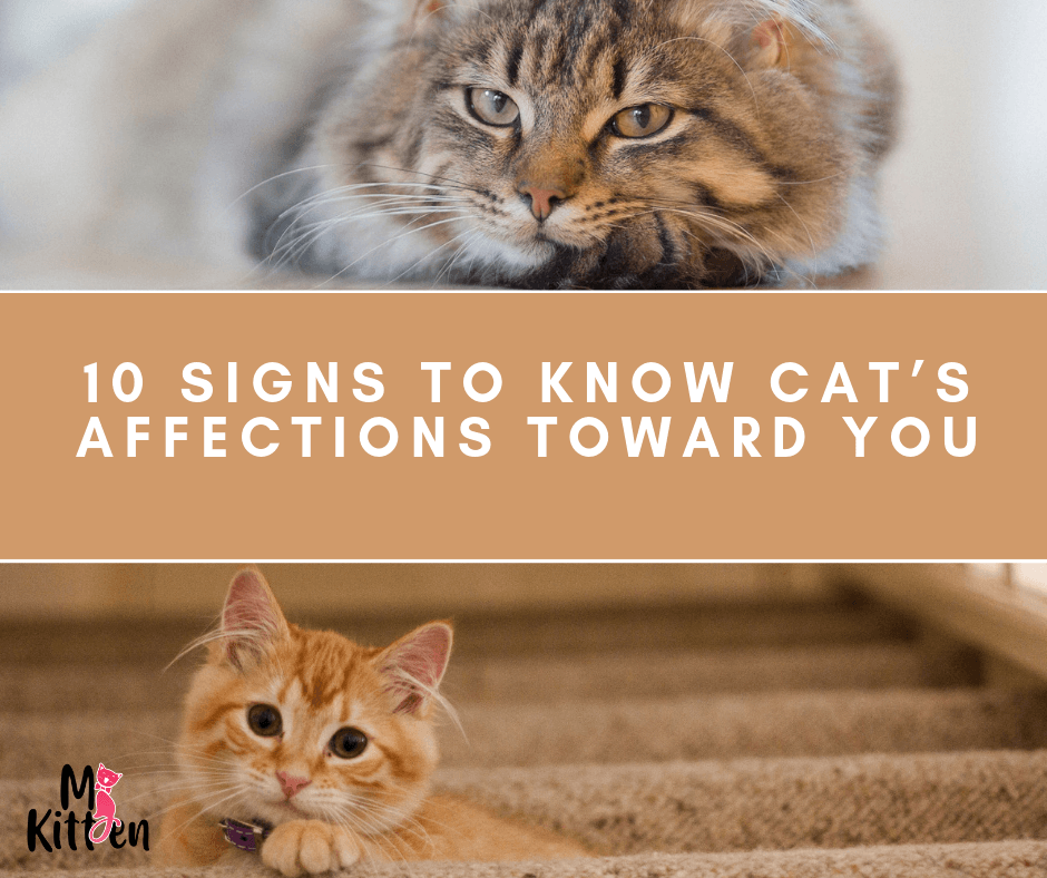 Read more about the article 10 Signs To Know Cat’s Affections Toward You
