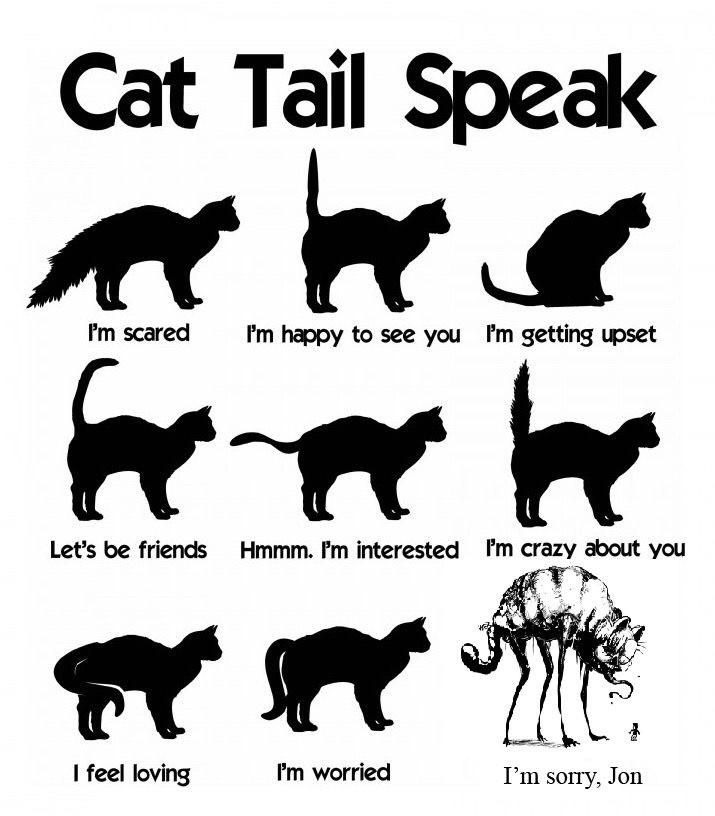 dog tail speak