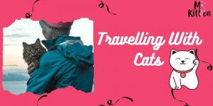 Read more about the article Traveling with Your Feline Friend: A Comprehensive Guide for Air and Train Travel