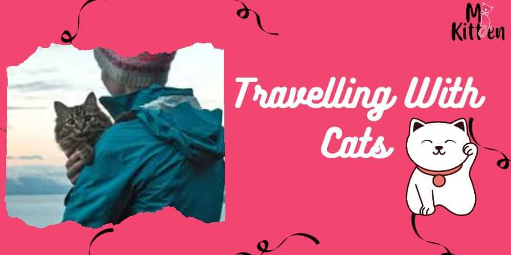 Read more about the article Travelling With Cats