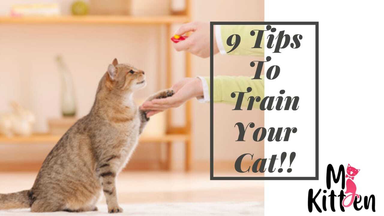 Read more about the article Yes, You Can Train Your Cat ! 9 Tips to Train Your Cat