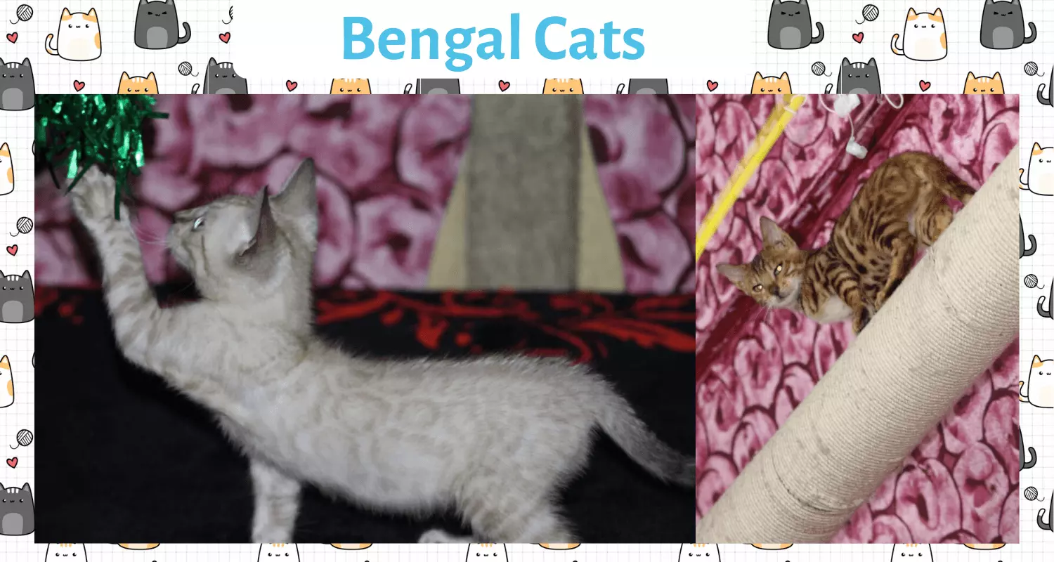 Buy a bengal cat