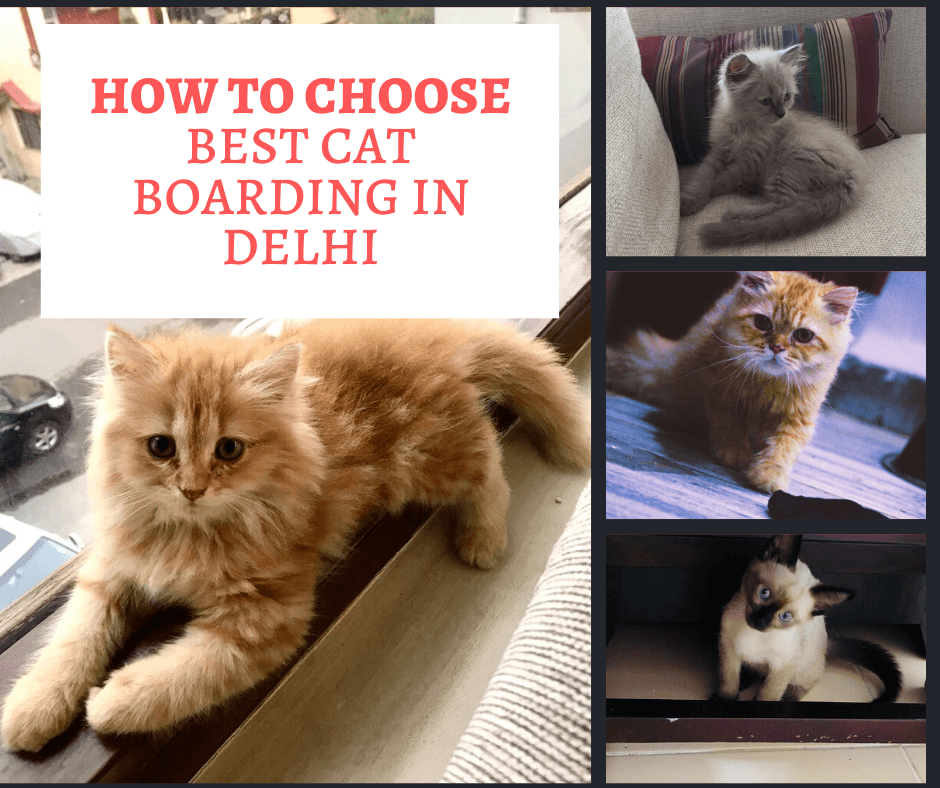 Best Cat Boarding In Delhi
