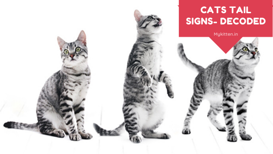 Read more about the article Understanding Signals of Cats Tail Signs- Decoded