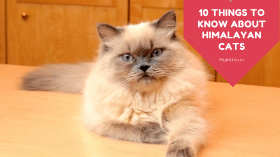 Interesting Facts about Himalayan Cats
