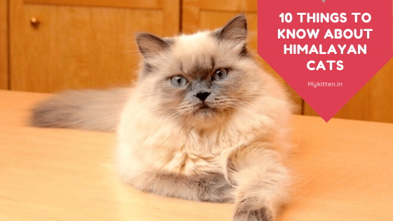 Facts about himalayan store cats