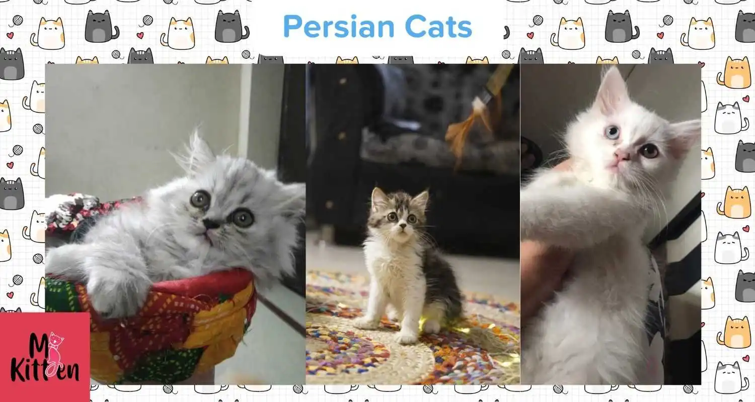 Best persian cat farm in chennai😼, Cats for sale