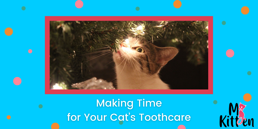 Making Time for Your Cat’s Toothcare