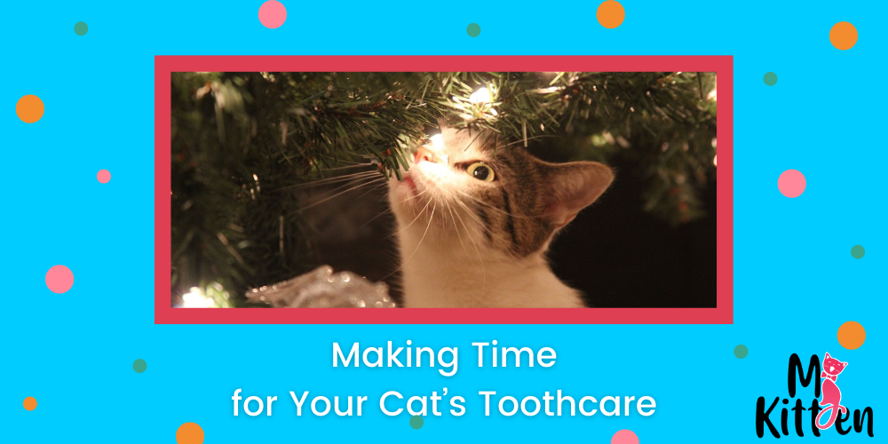 Read more about the article Making Time for Your Cat’s Toothcare