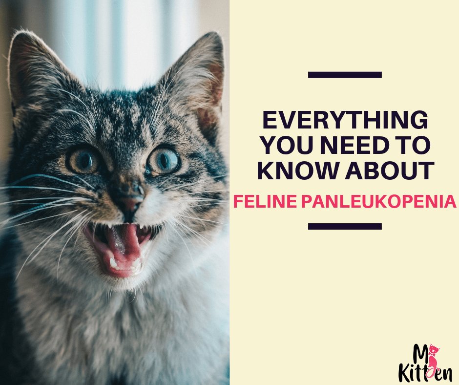 Everything You Need to know About Feline Panleukopenia