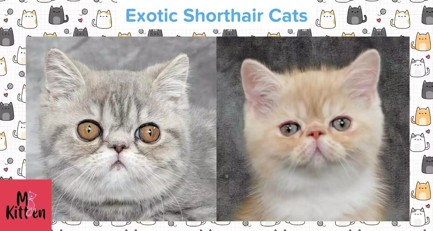 Buy a Exotic Shorthair kitten