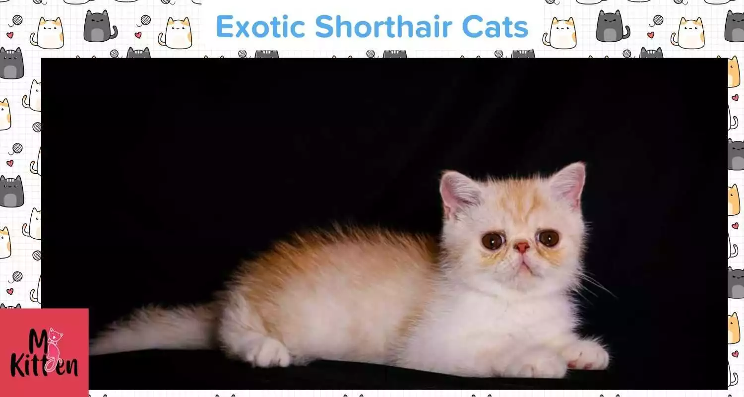Exotic Shorthair kittens for sale