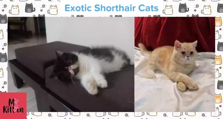 Exotic Shorthair kitten for sale