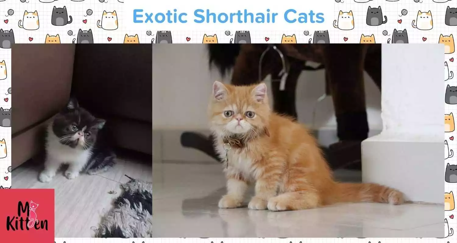 Exotic Shorthair cats for sale