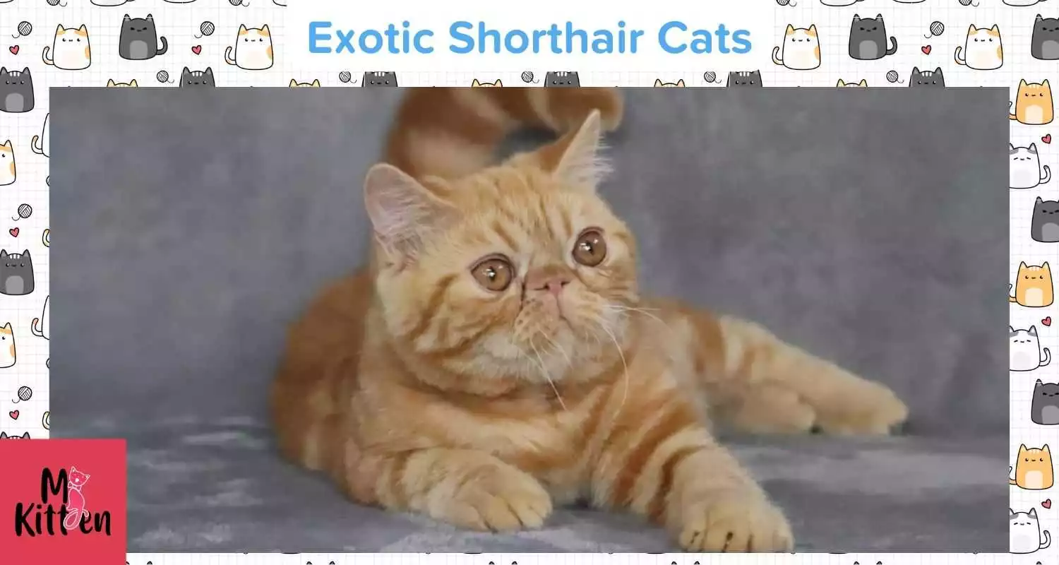 Exotic Shorthair cat for sale