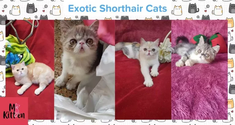 Buy a Exotic Shorthair kitten