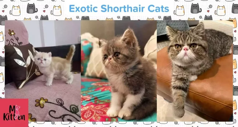 Exotic Shorthair kittens for sale