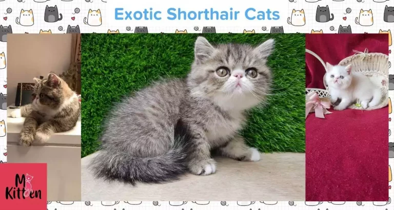 Exotic Shorthair kitten for sale