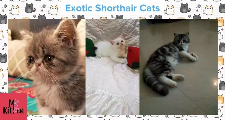 Exotic Shorthair cat for sale