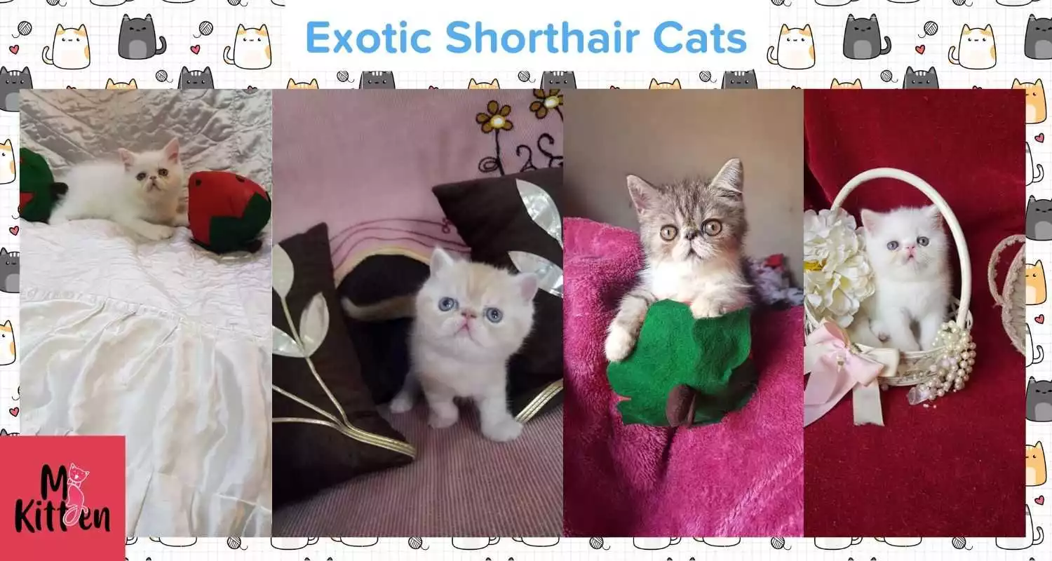 Exotic Shorthair cat for sale