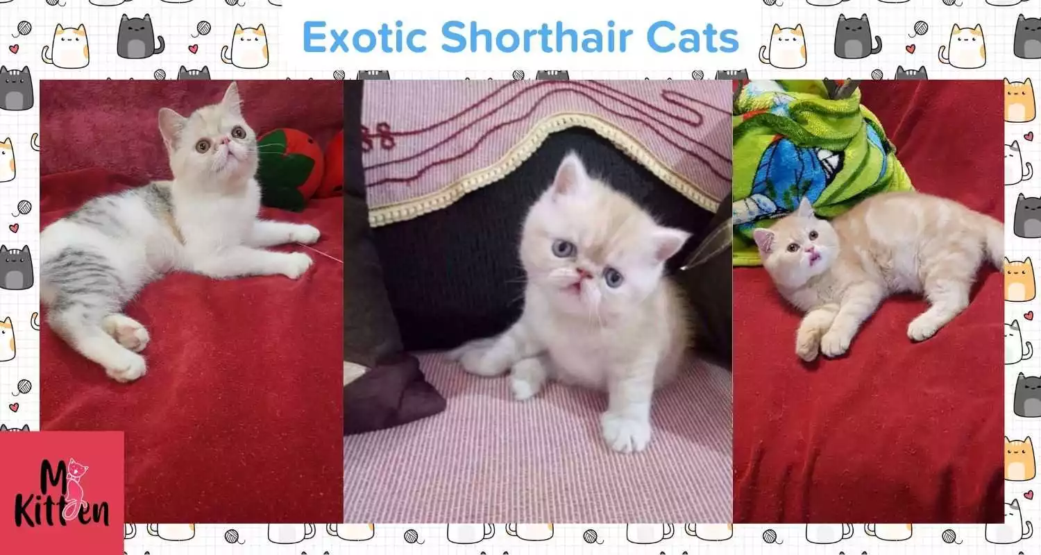 Buy a Exotic Shorthair cat
