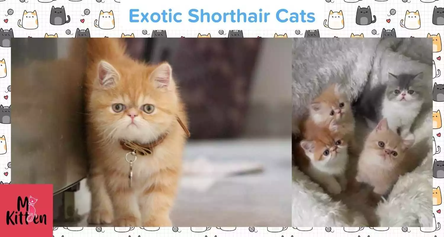 Buy a Exotic Shorthair cat