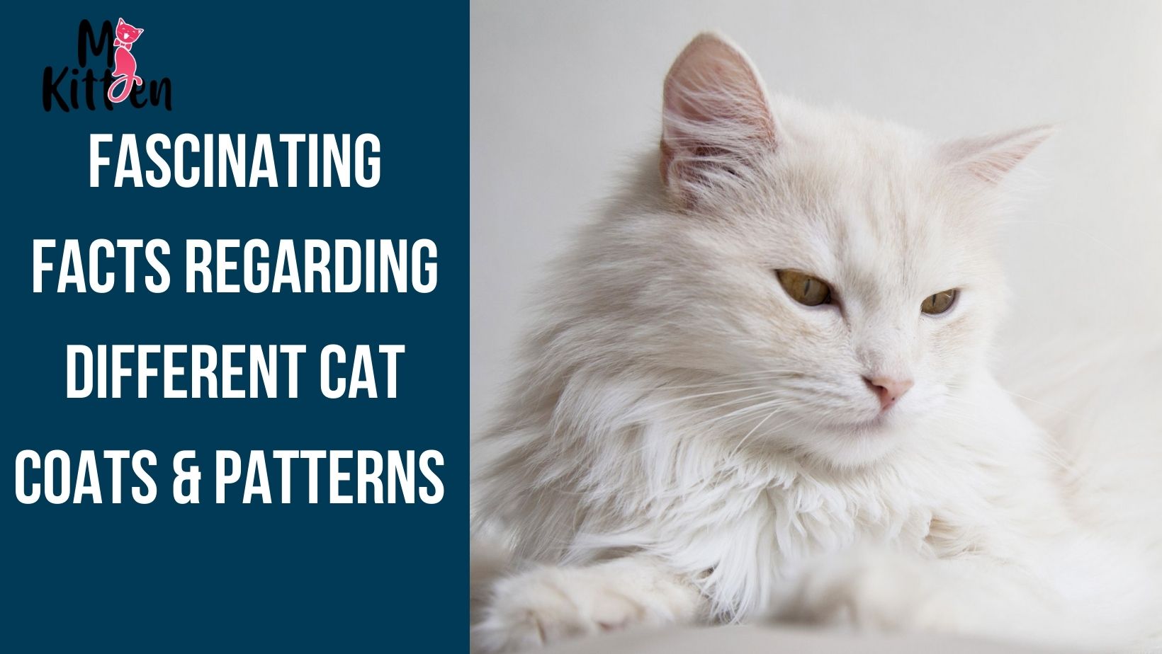 Read more about the article Fascinating Facts Regarding Different Cat Coats & Patterns