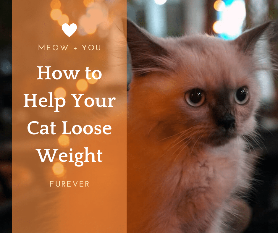 Help Your Cat Loose Weight