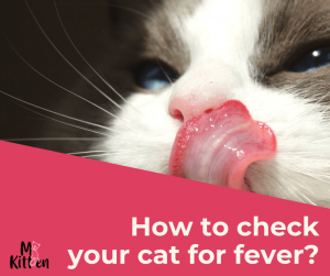 Read more about the article How To Check Your Cat For Fever?