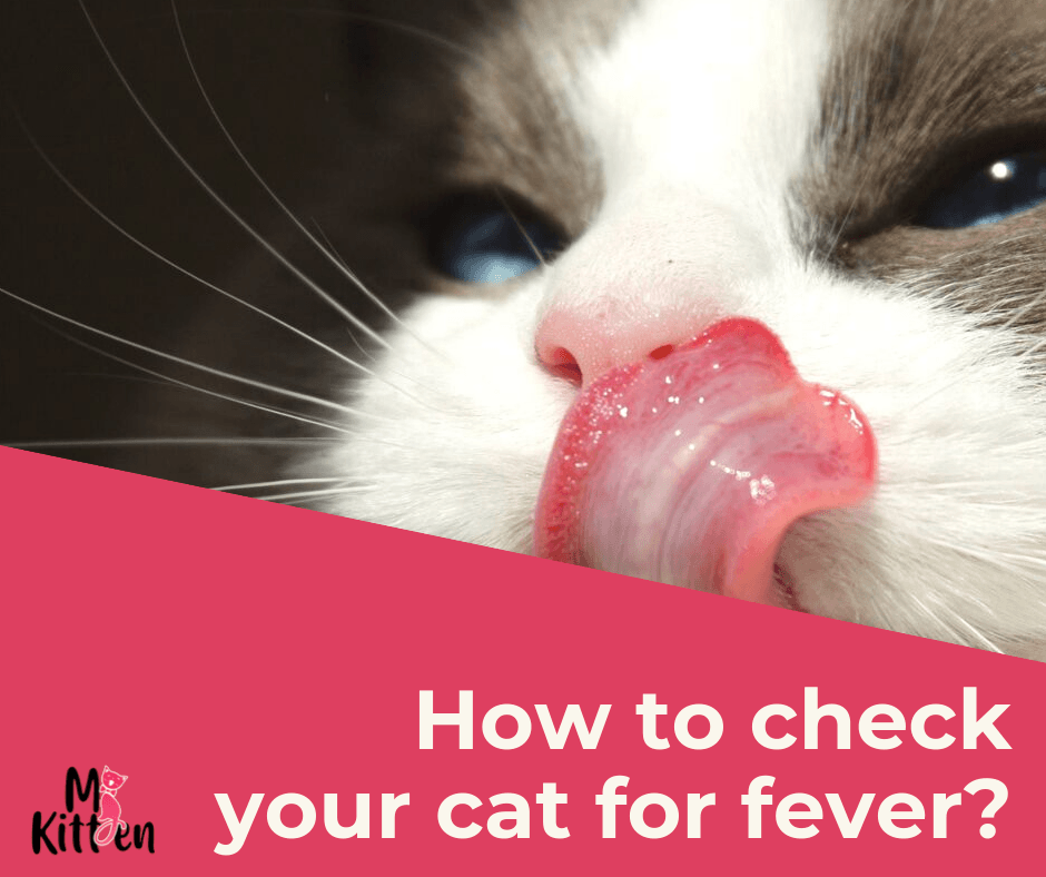 How To Check Cat For Fever?