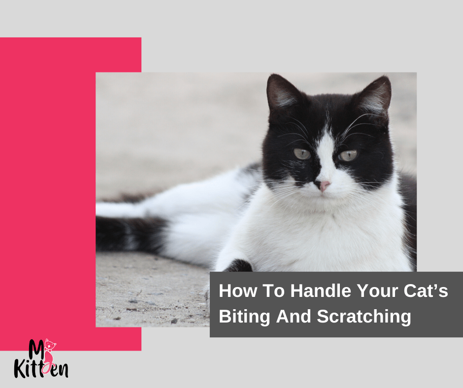 How To Handle Your Cat’s Biting And Scratching