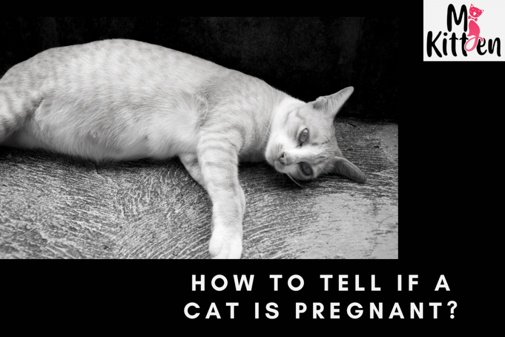 Cat Is pregnant