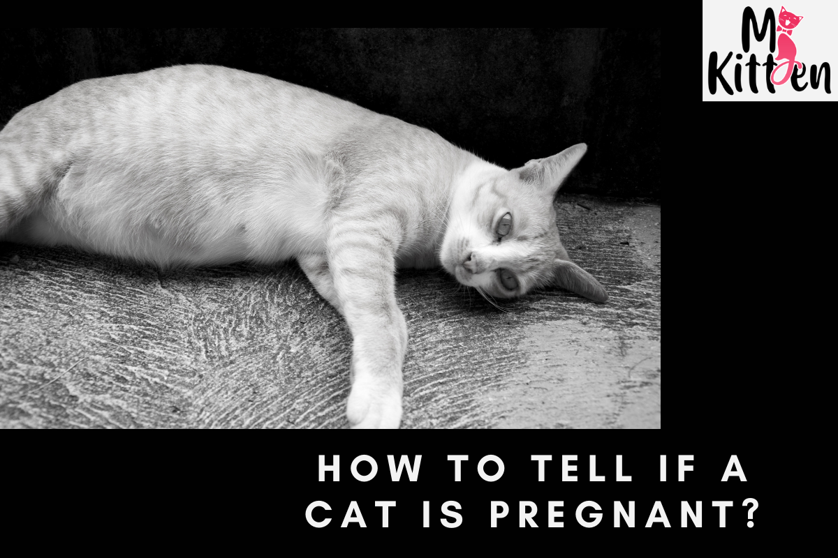 How Can I Tell If Your Cat Is Pregnant