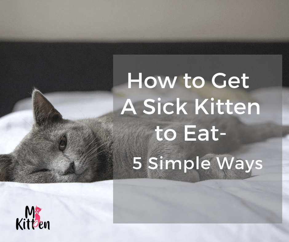 How to Get a Sick Kitten to Eat