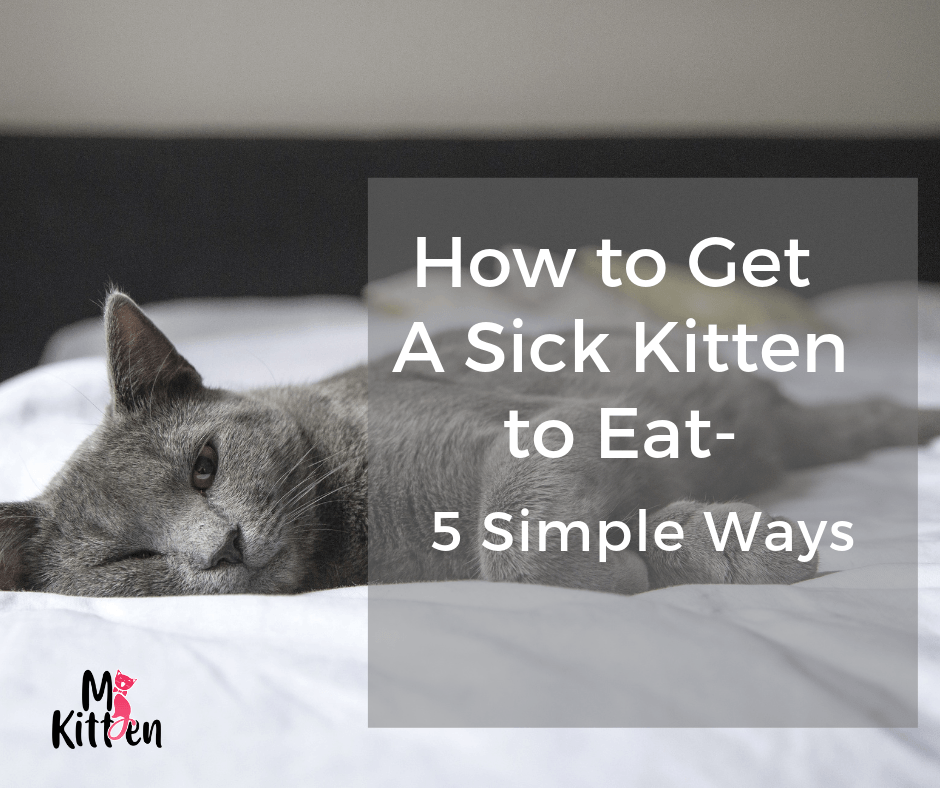 How to Get a Sick Kitten to Eat 5 Simple Ways