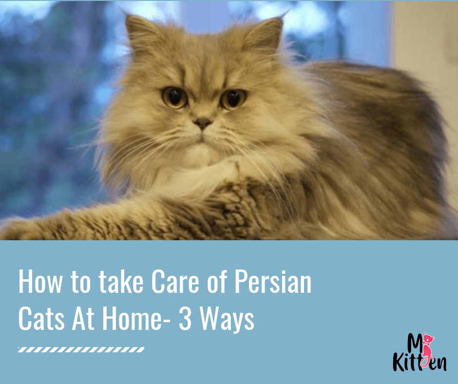How to take Care of Persian Cats At Home