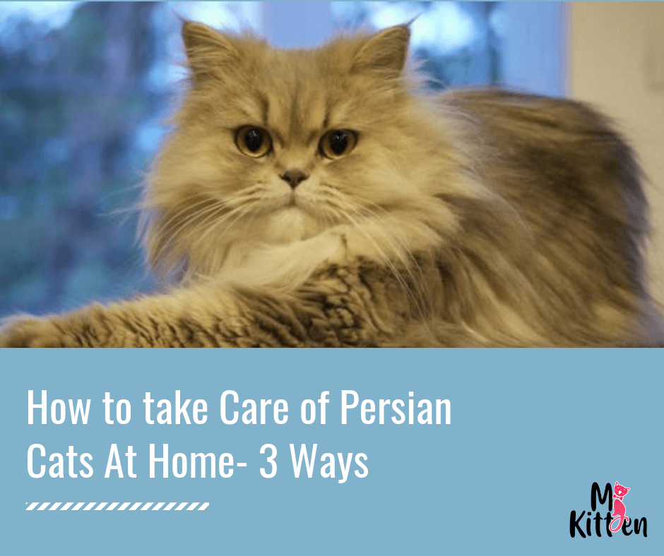 Persian store kitten care