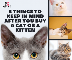 Read more about the article 5 Things to Keep in Mind After You Buy a Cat or a Kitten | First Time Cat Owners
