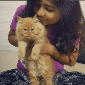 persian cats for sale in guwahati