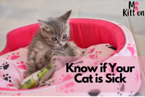 Read more about the article Know if Your Cat is Sick