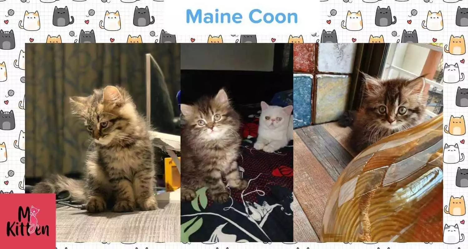 Buy a Maine Coon kitten