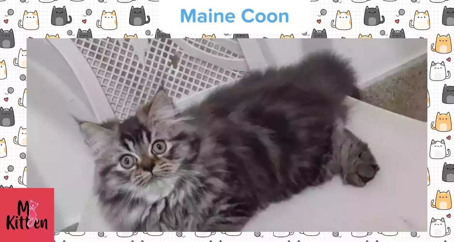 Maine Coon cats for sale