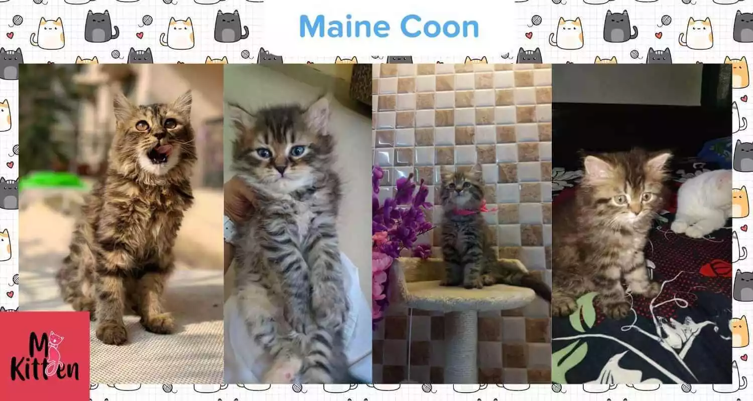 Buy a Maine Coon cat