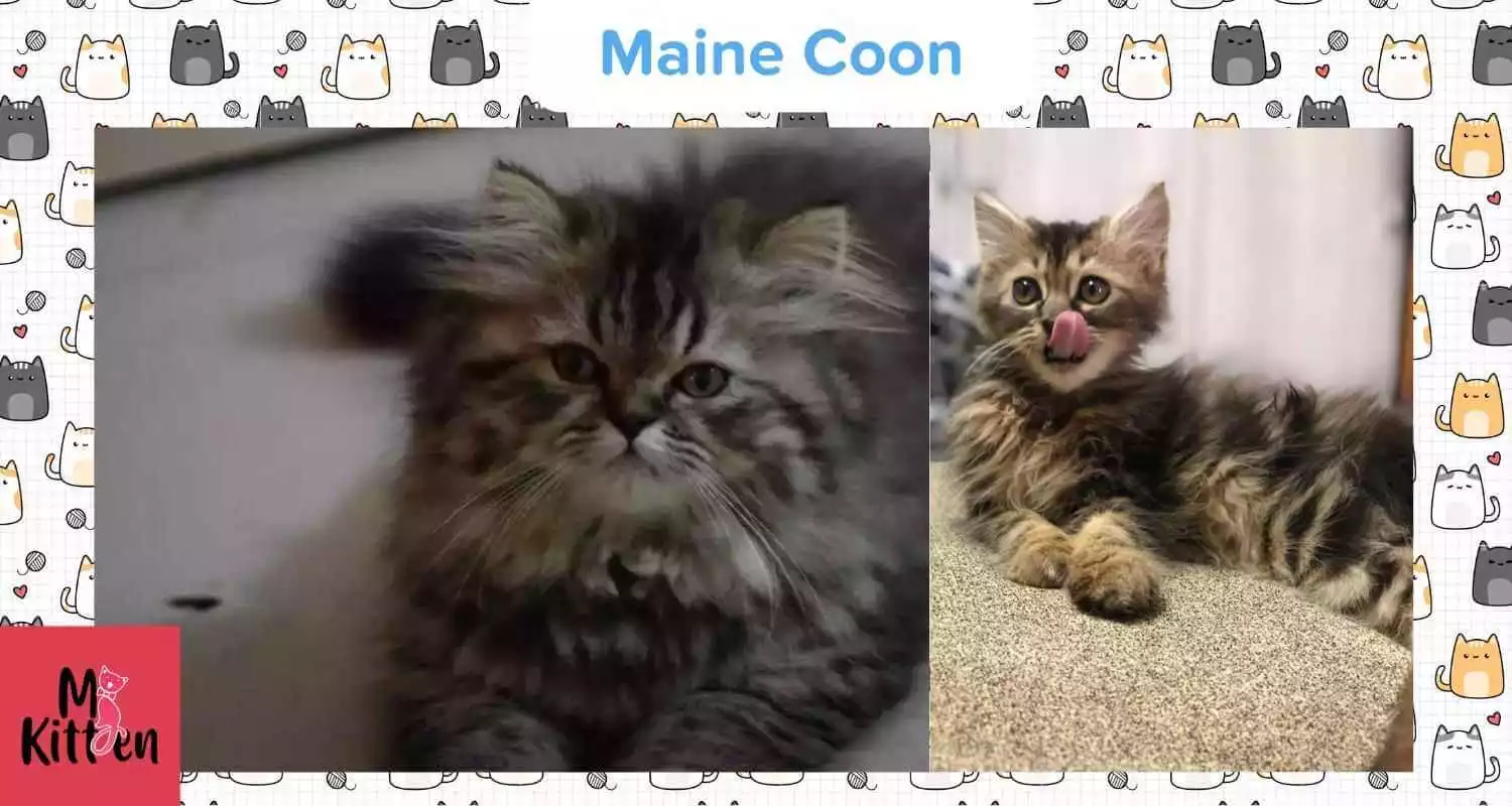 Buy a Maine Coon kitten