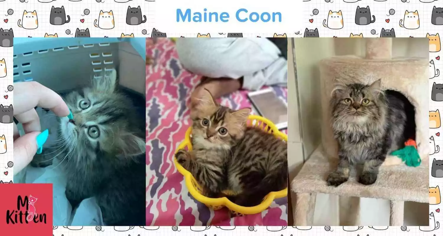 Maine Coon cat for sale