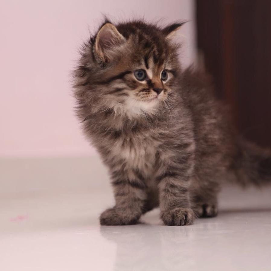 Maine Coon Kittens For Sale in India At Best Prices Mykitten