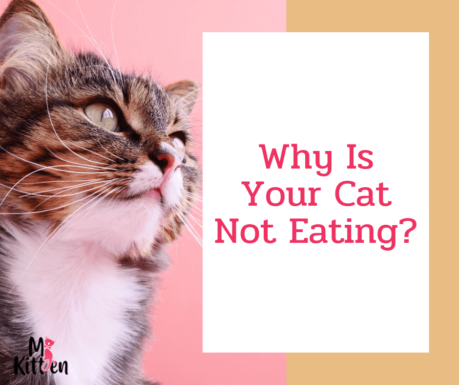 Read more about the article Why Is Your Cat Not Eating?